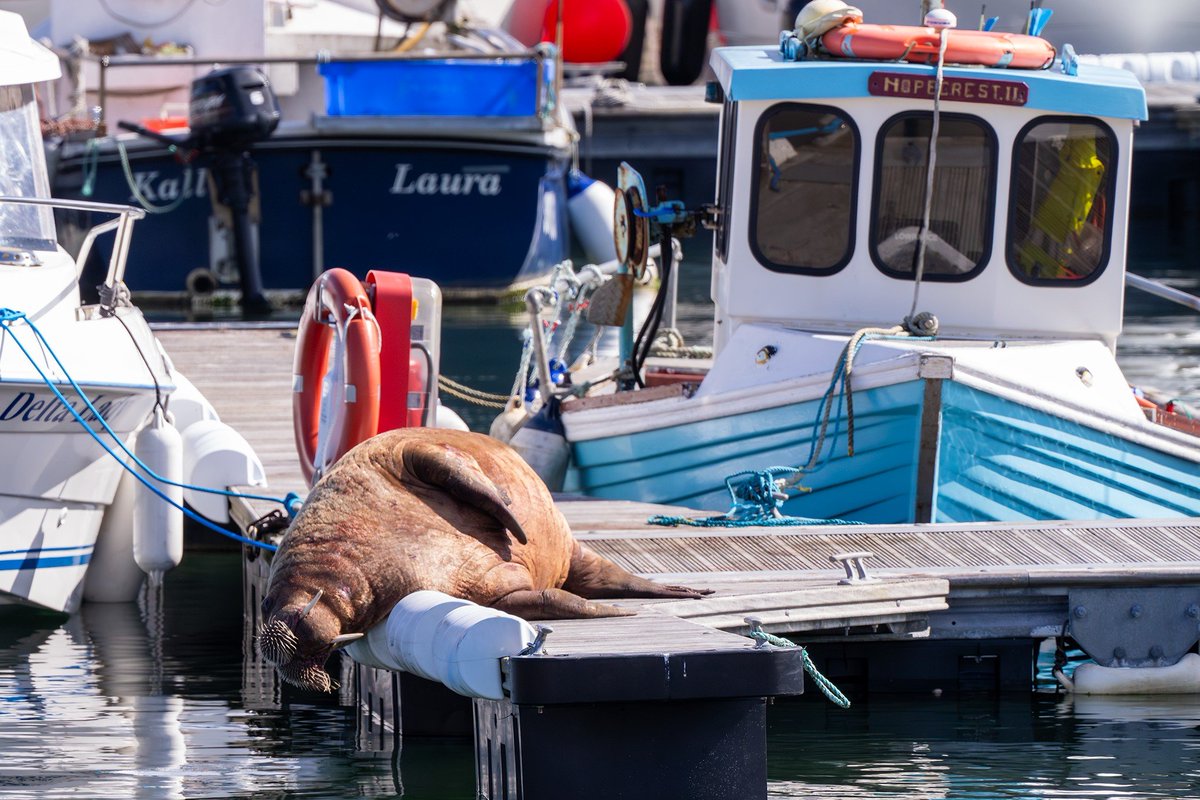 Iain Cameron tweet media