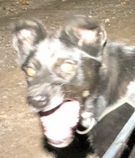 femme fatale tweet media