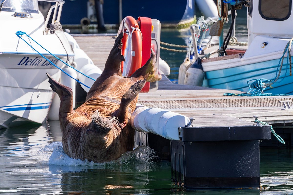 Iain Cameron tweet media