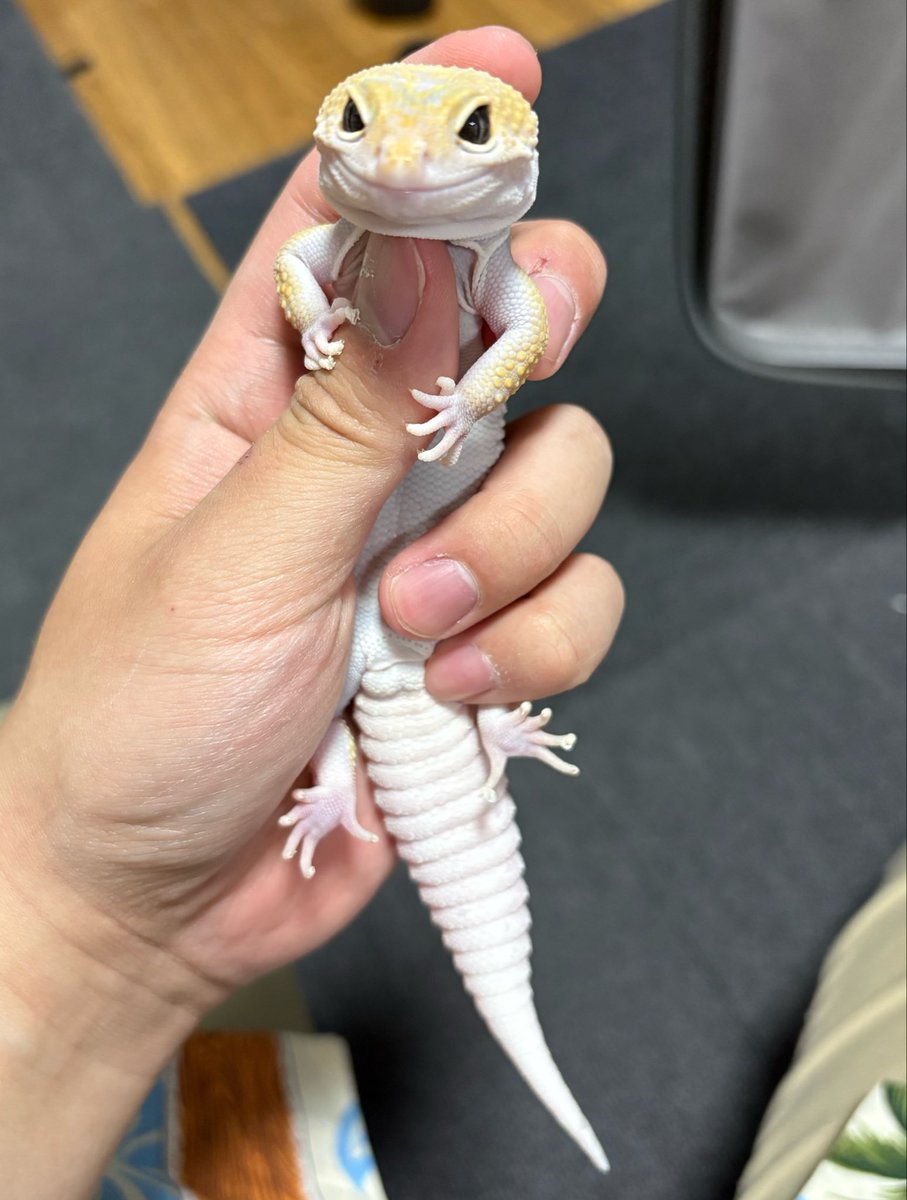 GRK;REPTILES tweet media