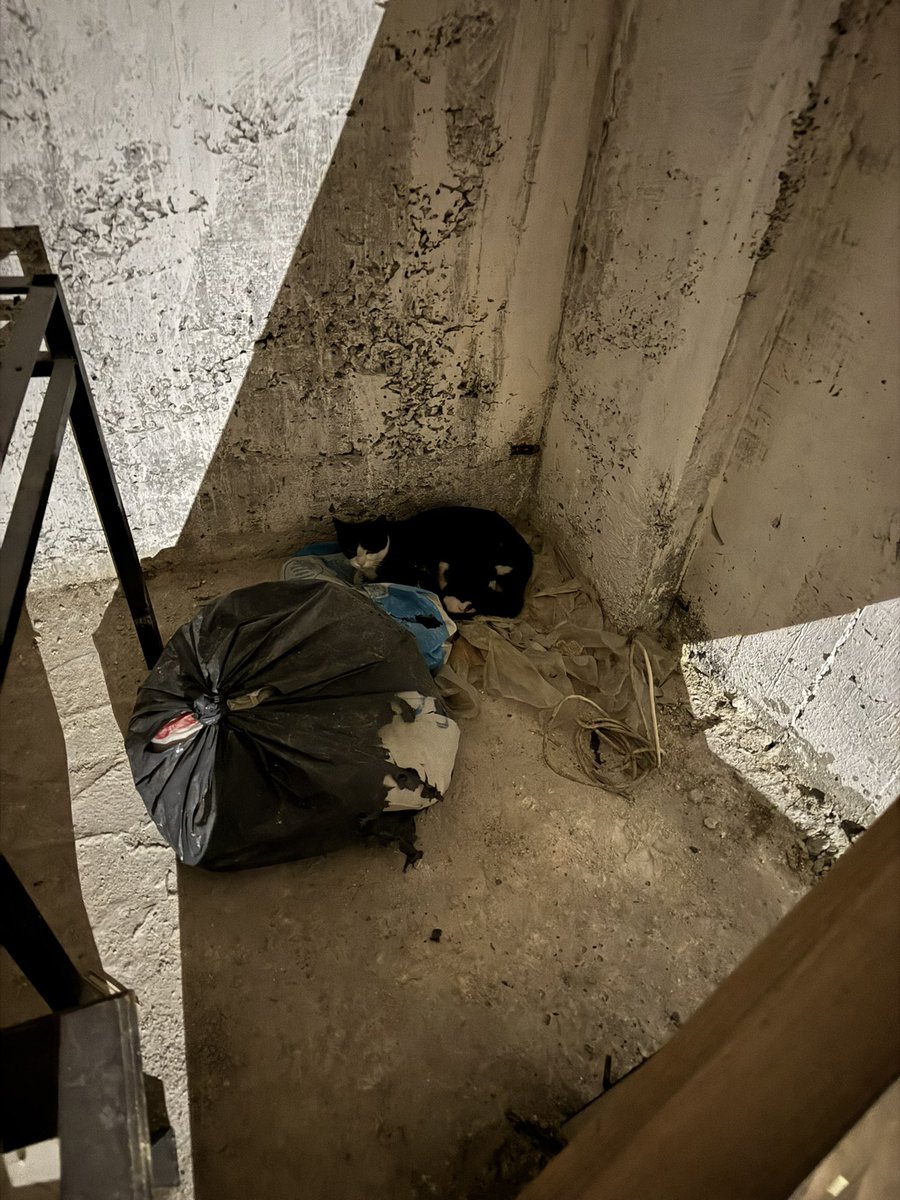 Tapınak Sahaf tweet media