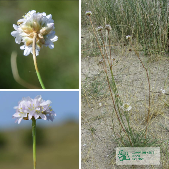 CompPlantBiol's tweet image. Are Armeria cansecens and A. dalmatica from Dalmatia one and the same? Read all about it in the latest morphological study by Milivojevic et al. at 

cpb.bio.bg.ac.rs/arhiva/pdf/CPB… #botany #openaccess @BiologyFaculty
