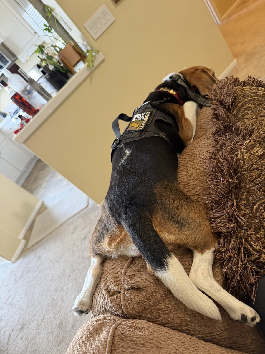 りりあんぬ葵＊LillyTactical tweet media