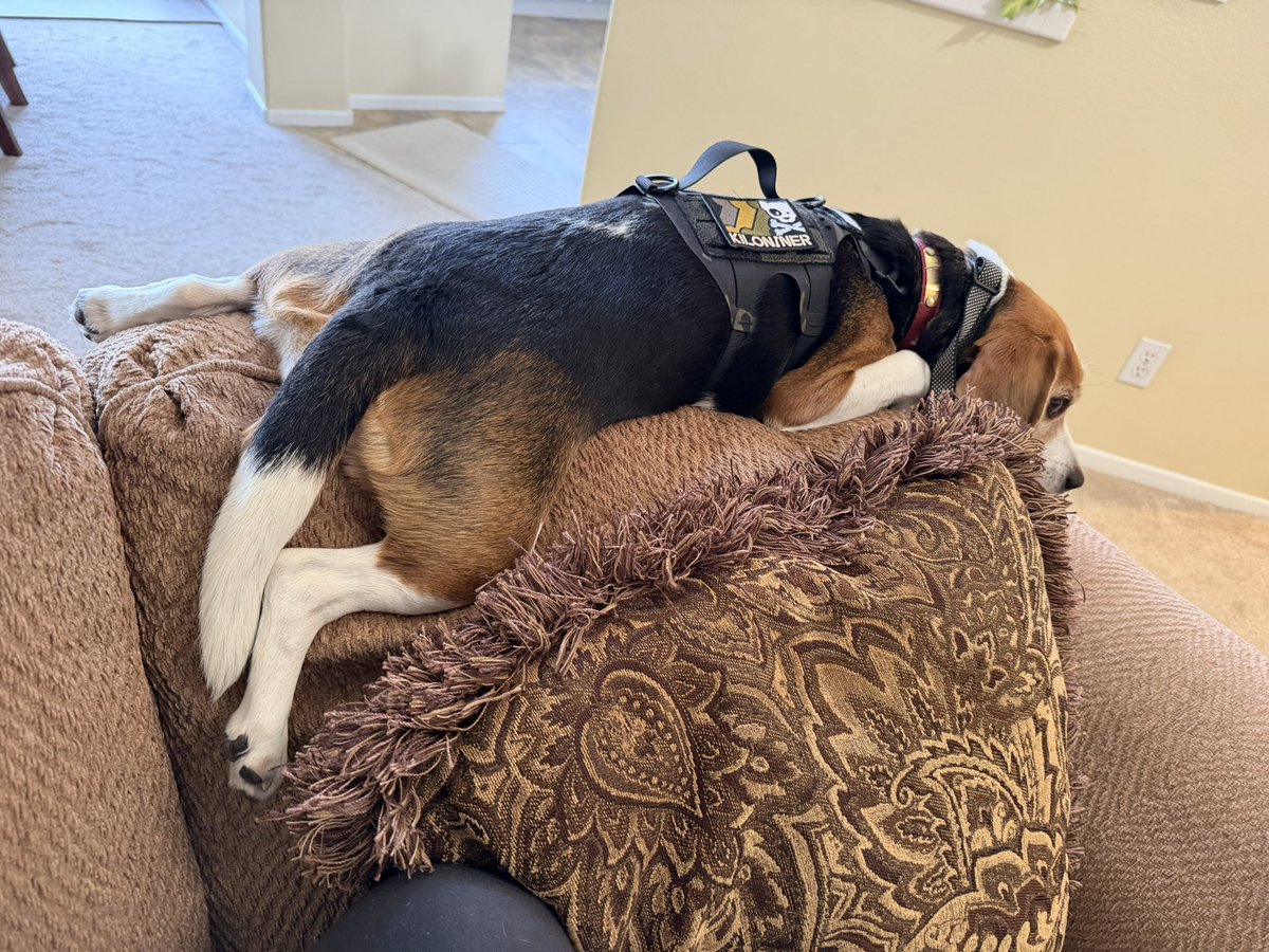 りりあんぬ葵＊LillyTactical tweet media