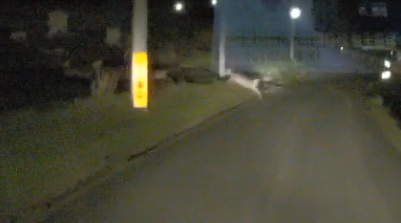 けんけんさん tweet media