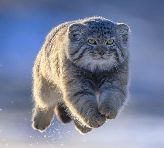 DailyMantle tweet media