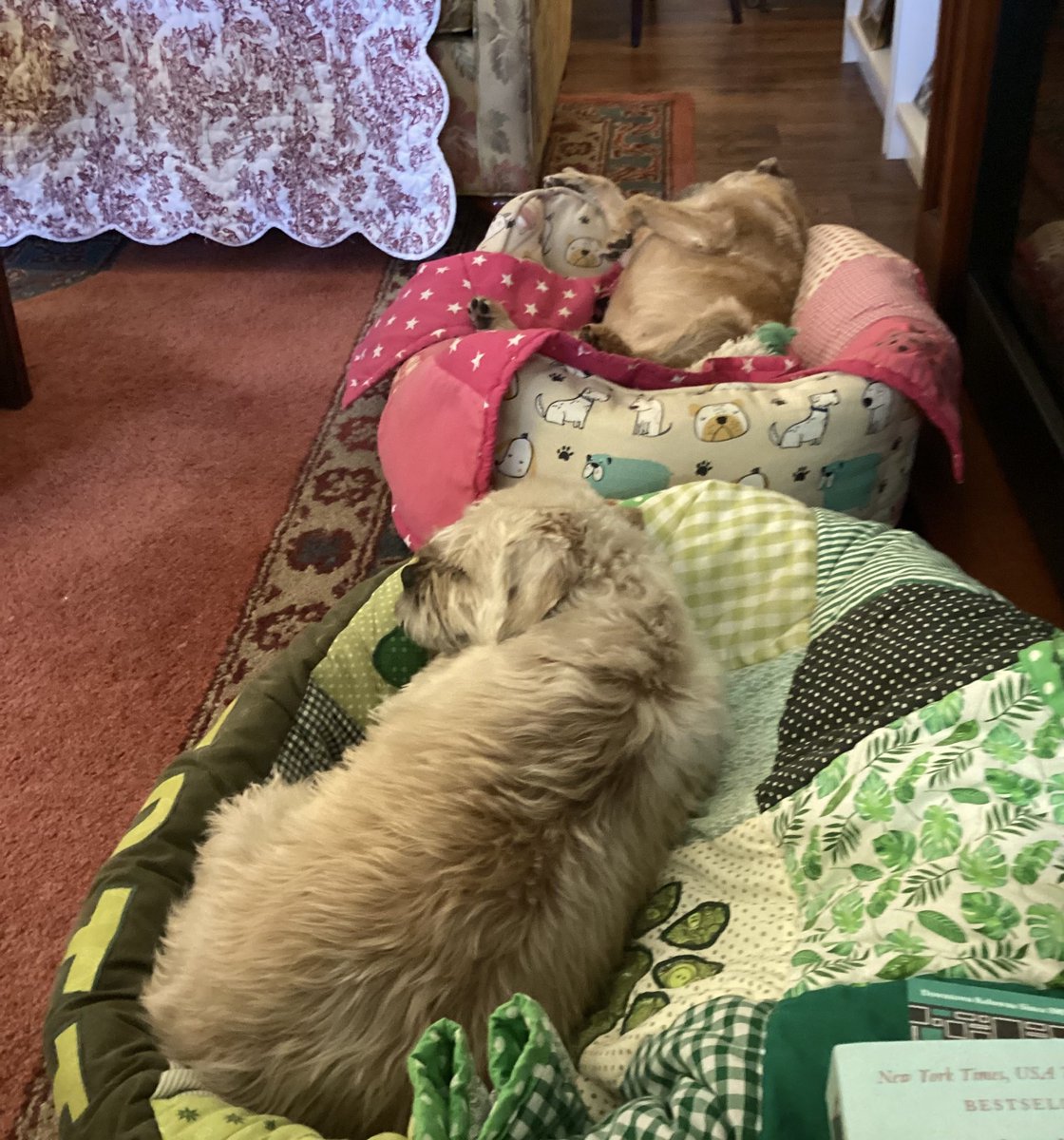 BertieButter's tweet photo. @LynneFdF Mum has just come home after gallivanting around Italy for a week. So we are ignoring her. Until lunchtime. Or maybe sooner if she goes into the kitchen! #btposse #abandonmentissues https://t.co/EOkdvQA5Gp