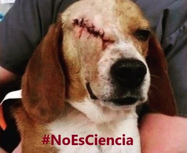 Susana643500's tweet photo. #EndAnimalTesting
That is NOT RESEARCH, it is TORTURE.
Use the existing, and approved, non-animal methods (NAMs) 
@ukhomeoffice 
@US_FDA
@EMA_News
@NIH https://t.co/i6qLLfMes8