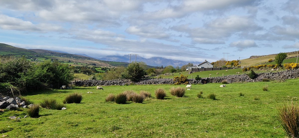 SpiritofBrum's tweet image. Listening to the #cuckoo #Kerry #Ireland
...&amp;amp; baby lambs 💕