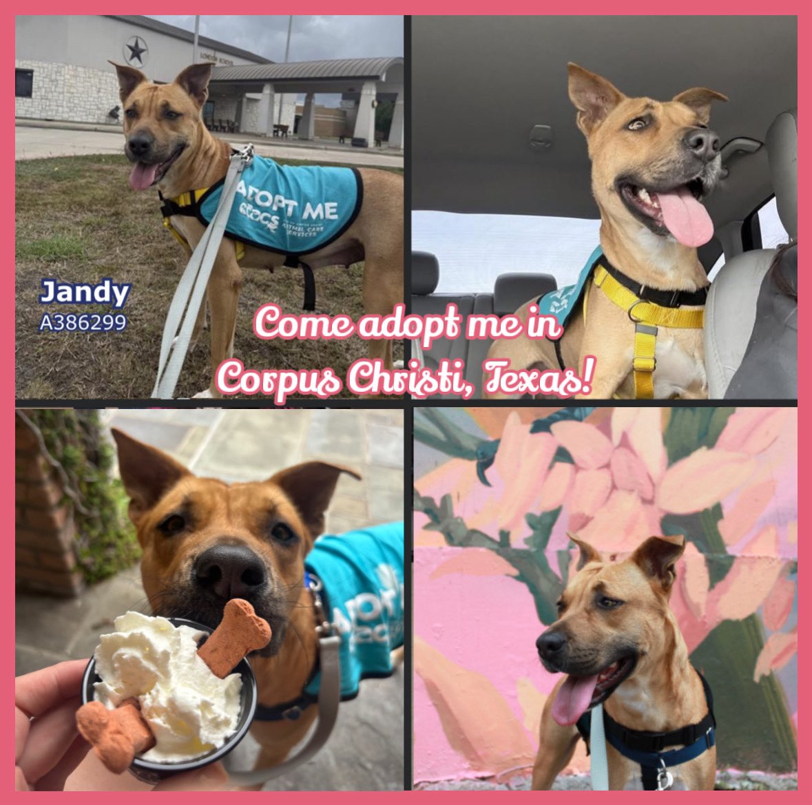 Dubs4Mutts's tweet image. I really need a pledges &amp;amp; a foster hero for rescue! 🙏🏽  I’m adoptable in Corpus Christi, TX so I also need shares to help me get seen. I want to be someone’s BFF please XO 🐶 JANDY 🌺 #k9hour 24petconnect.com/DetailsMain/CR…