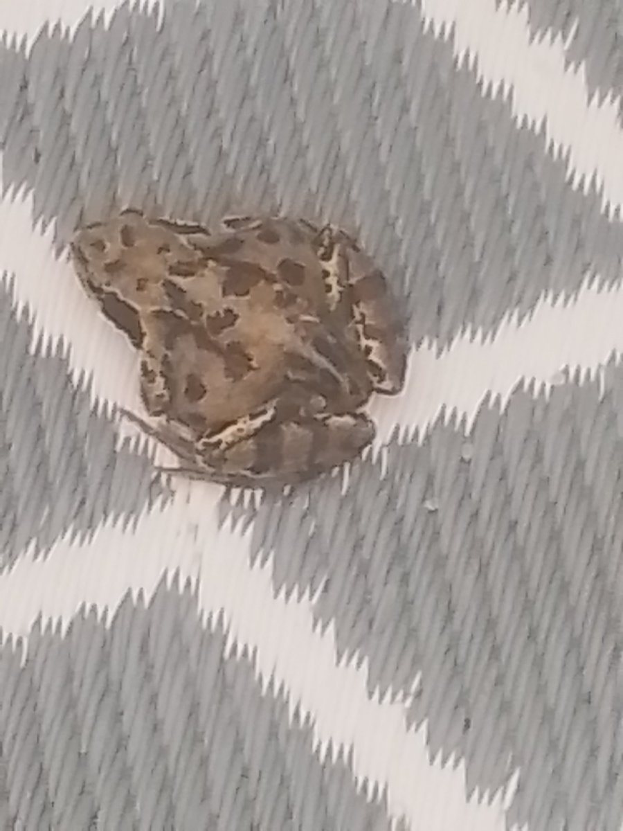 TheAlchemist_15's tweet image. BUT IF YOUR #READ #THE_PROVERBS MARK WEBSTER YOU WILL HAVE THE #WISDOM OF #KING_SOLOMOM &amp;amp; IF YOU READ #THE_PSALMS MARK, YOU WILL HAVE THE #DISCERNMENT OF #KING_DAVID... YOU WOULD #NEVER #RELY ON #RETARDS TO #DIRTY_BID WHILE YOU #LAVISH THE #DELUSIONAL_ARSEHOLES WITH #DIRTY_MONEY!