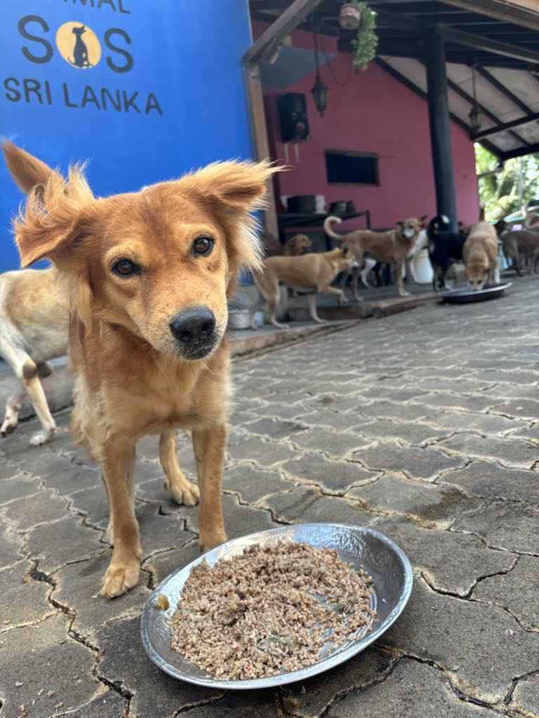 Animal SOS Sri Lanka tweet media