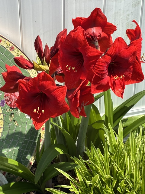 The Powers That Be are very good at letting those who pass send uplifting messages. When Erin Lewis came to see me some time ago, she gave me an Amaryllis bulb. It bloomed so beautifully this year I felt like she was smiling at me from wherever she was (and I'm sure she's