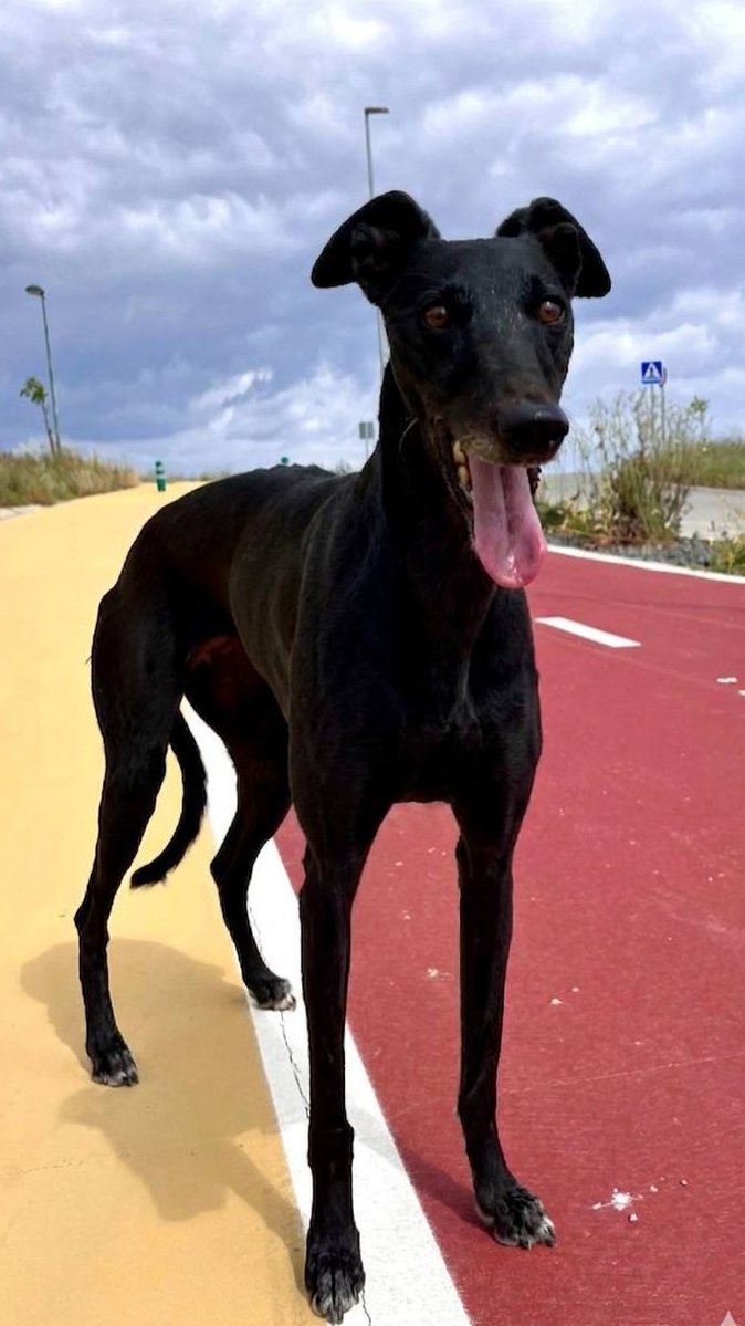 Refugio San Jorge Cáceres tweet media