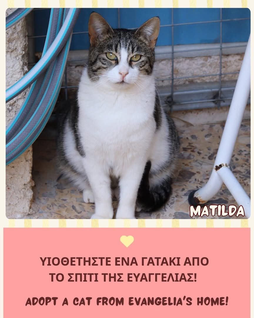 Υιοθετήστε ένα γατάκι από το σπίτι της Ευαγγελίας! 🐾
Βοηθήστε μας ώστε να μπορούμε να βοηθάμε αυτά που μας έχουν μεγαλύτερη ανάγκη.