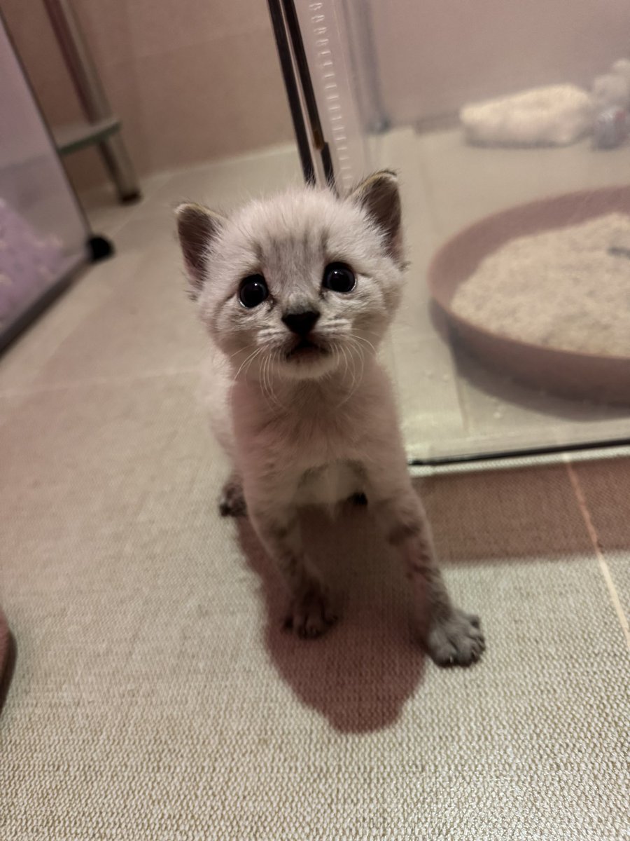 ThalizTH's tweet photo. Buen día humanos, soy Milo. Sigo en proceso de crecimiento. Como mucho y me gusta que me acaricien la pancita. Los quiero, byes. https://t.co/KjFjnGLZcD