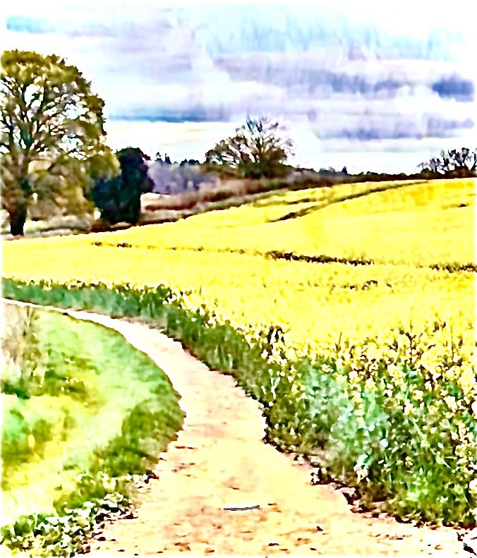 Ruth McDonald tweet media