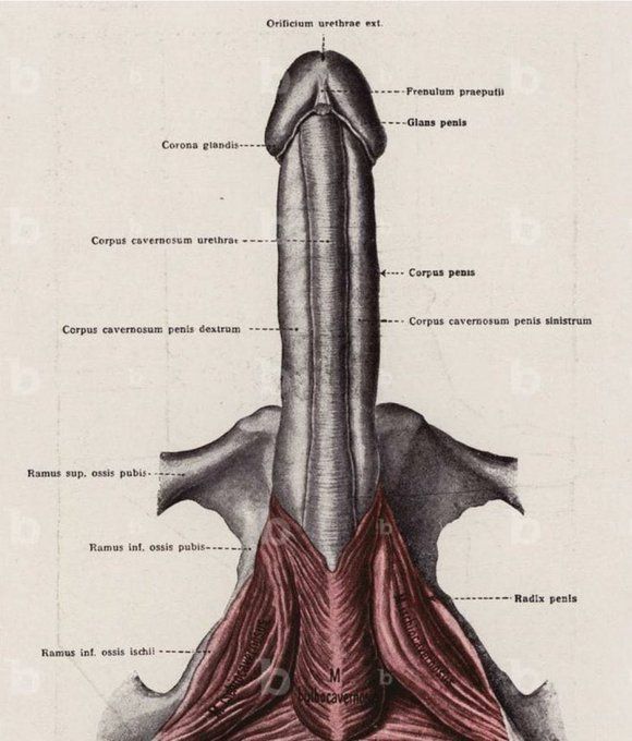 Felipe CarrilloX tweet media