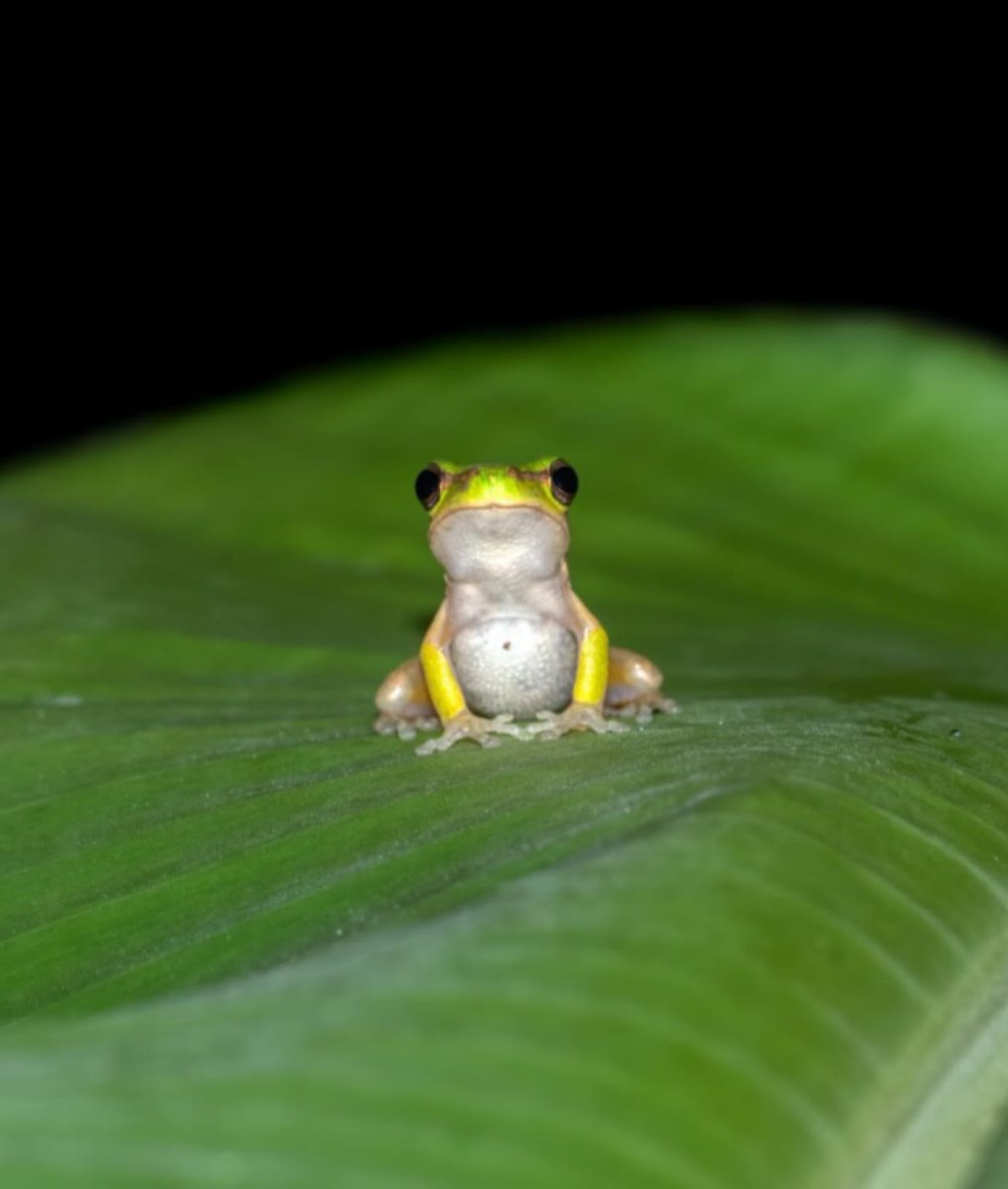 Dizem que quando um sapinho aparece, a sorte também resolve dar as caras.

Em várias culturas, ele simboliza prosperidade, abundância e boas notícias.

Que a sorte nos encontre! 🍀