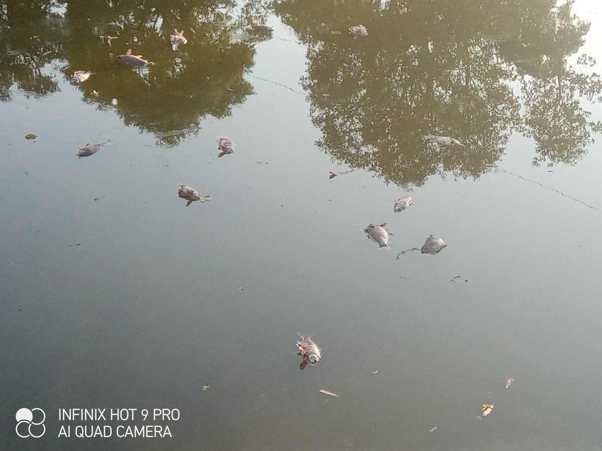 GopalKrishnaIND's tweet photo. @DCKangra! Large scale fish mortality observed in the historic pond of Heritage Village Pragpur (Dehra). The water has turned dark green, likely due to zero oxygen levels. Requesting immediate intervention and directions to Fisheries/Pollution Dept to save the ecosystem.#Pragpur https://t.co/aUVNyPHWza