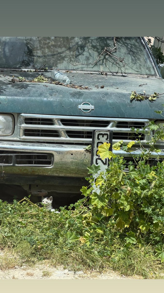 raeda mohammed tweet media