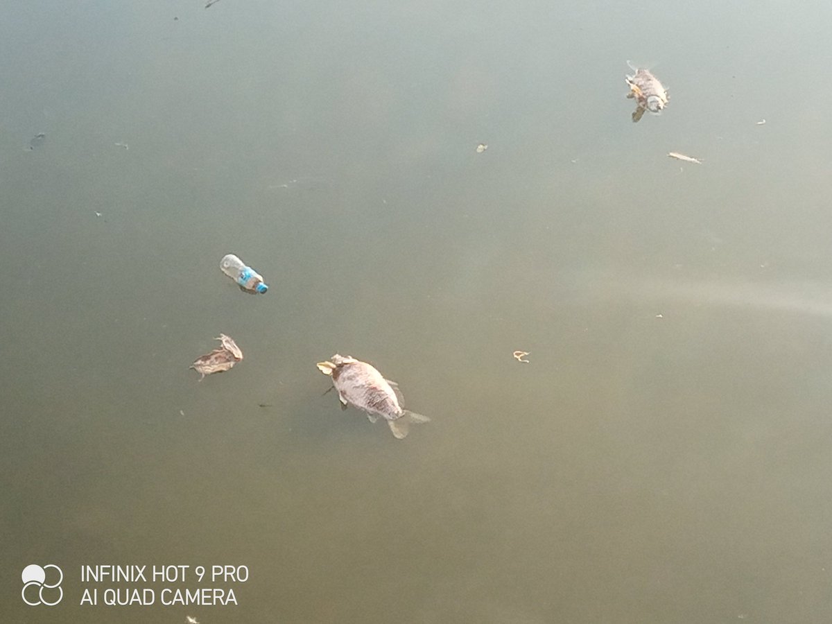 GopalKrishnaIND's tweet photo. @DCKangra! Large scale fish mortality observed in the historic pond of Heritage Village Pragpur (Dehra). The water has turned dark green, likely due to zero oxygen levels. Requesting immediate intervention and directions to Fisheries/Pollution Dept to save the ecosystem.#Pragpur https://t.co/aUVNyPHWza