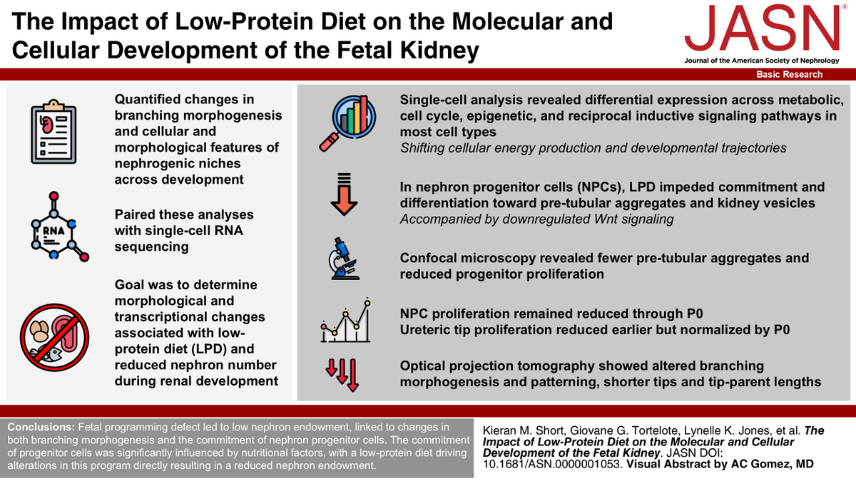 asnpublications's tweet photo. New #BasicResearch in #ASNJASN study reveals how a maternal low-protein diet during #pregnancy diminishes nephron number in offspring. https://t.co/VjUamrVbtM https://t.co/4bCKpSnhF9