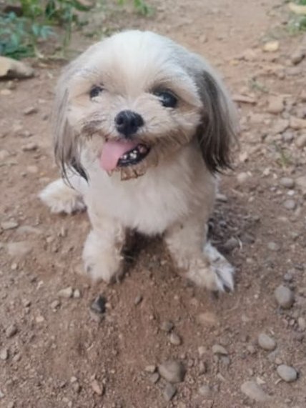 TeacupPh's tweet image. Good morning Everyone. It's #Tongue #out #Tuesday Fiona as always is our Champion. Very ladylike as normal. Had trouble getting notifications from X yesterday. Sorry if we missed any. Take care &amp;amp; have a great day. Teacups Family.xx🇵🇭🐶❤️💗😍🥰🙂👍 
#dogs #dogsofX #tuesdayvibe