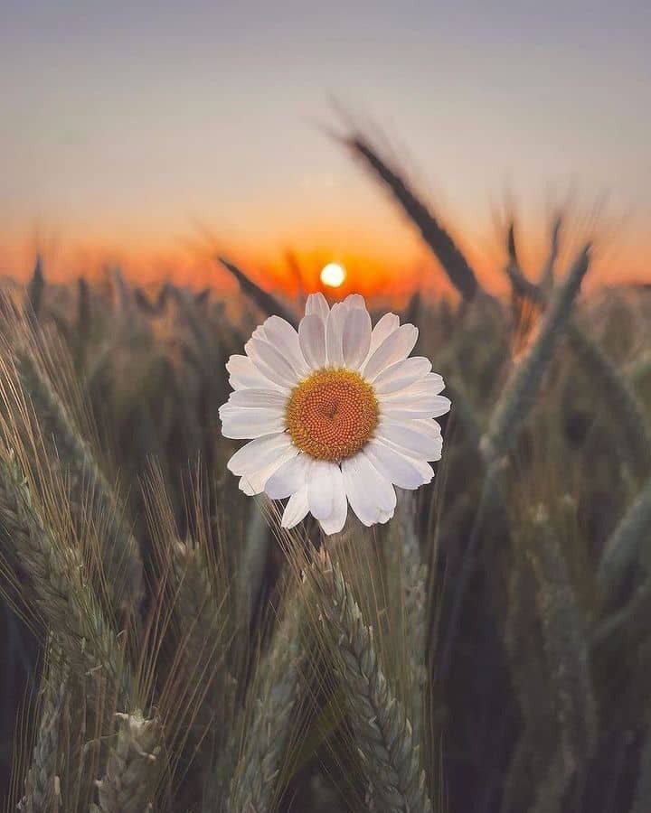 *ټولي نیکۍ له حیاء*
*او ټولي بدۍ له بې حیایۍ سره*
*تړلي دي.!❤️*🫀🫶🏻🩶*
🥀💯🖇️