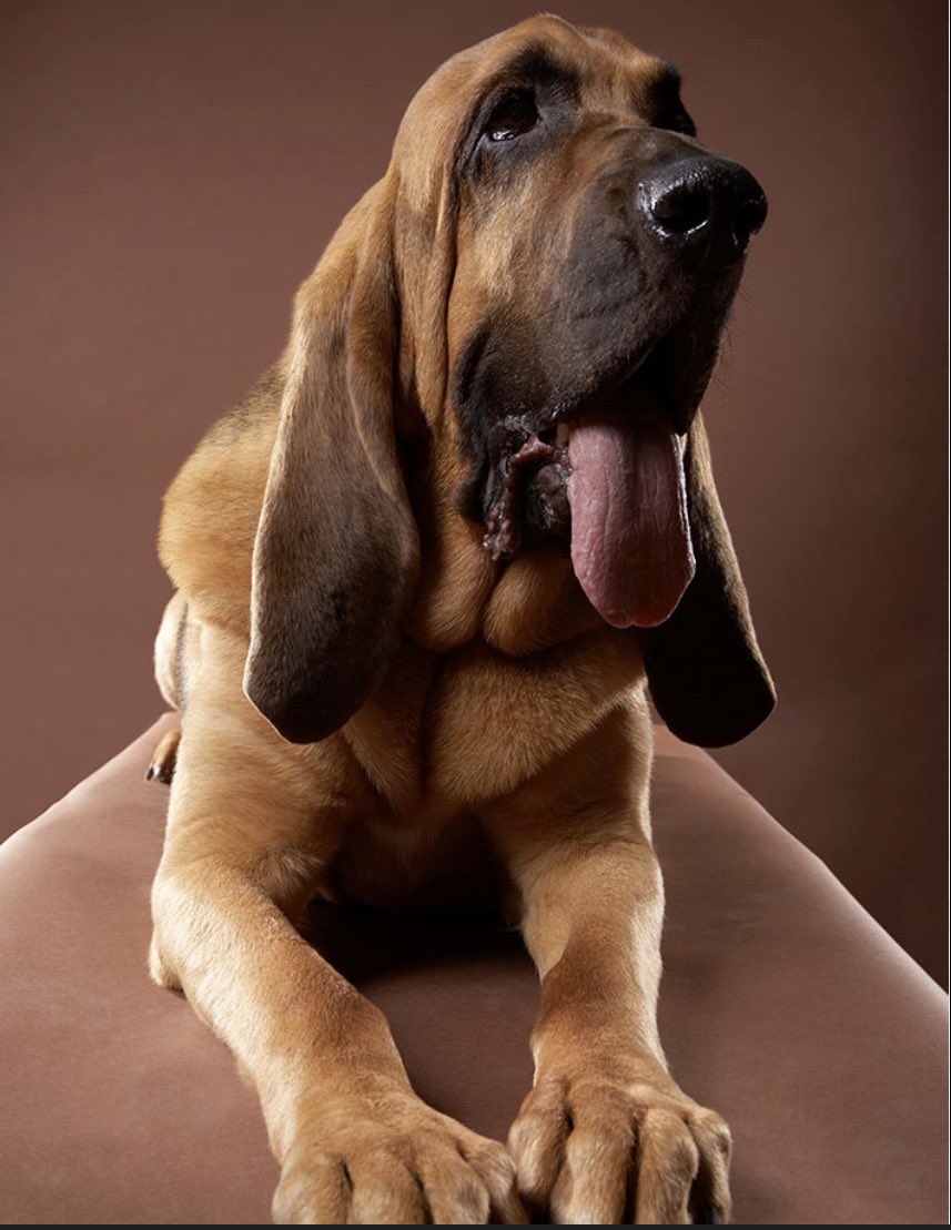 bndsalesco's tweet image. Trophies for all occasions! Click oxwoodtrophy.etsy.com to shop for yours!
#dogs #pets #trophy