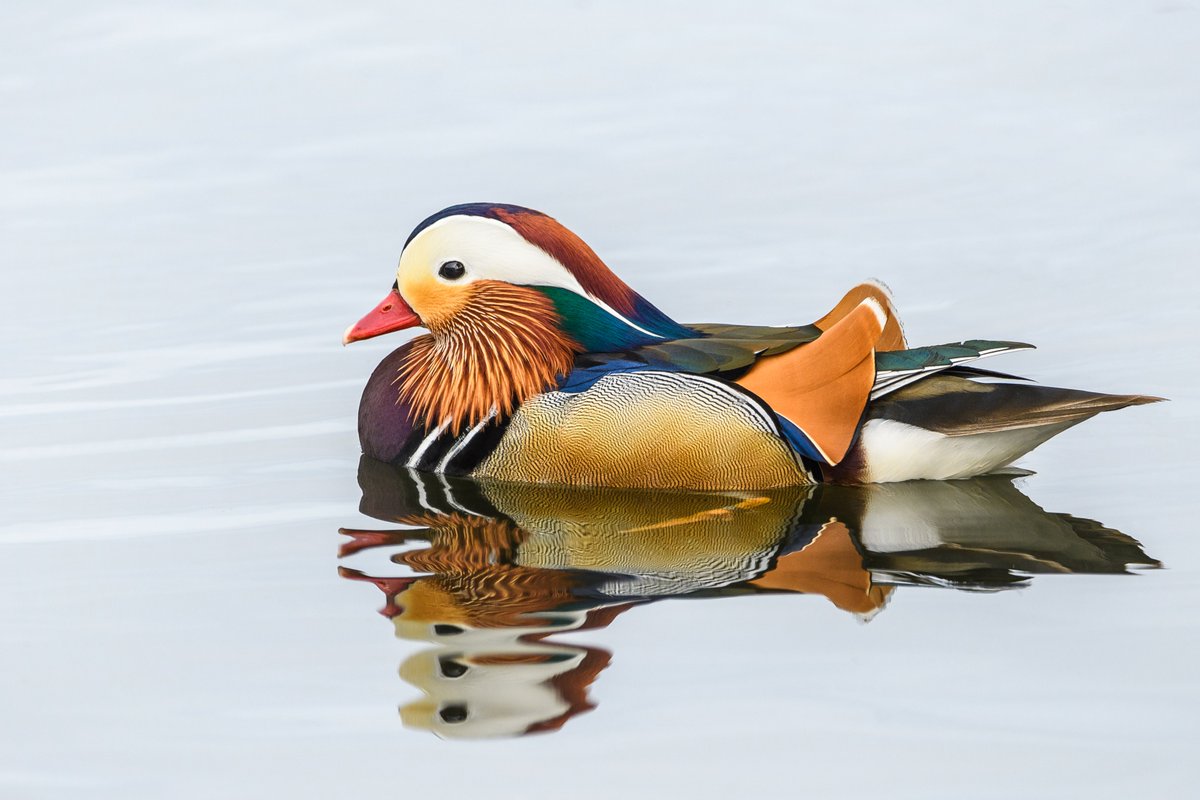 KenOKeefe5's tweet photo. What a beauty - a drake Mandarin Duck. @NatureScot @Natures_Voice @NatureUK @ScotWildlife @WildlifeMag @BBCSpringwatch @WildlifeMag @RSPBScotland https://t.co/MKb50L3xDU