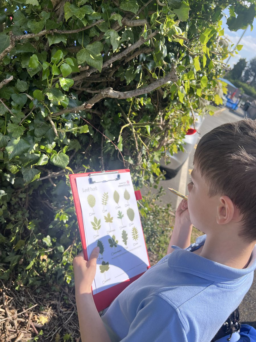 StJosephsCP's tweet image. Year 5 have been conducting some field work in the sunshine this afternoon. They identified different types of plants and trees using their guides and created some wonderful observational drawing. #Geography #Fieldwork #outdoorlearning