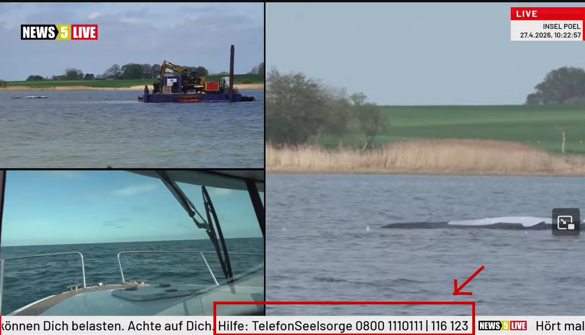 Freigeist_2022's tweet photo. @ntvde Wenn🐳#Timmy dann in die Nordsee geschippert wurde, würde es mich echt nicht verwundern, wenn er Zielgerade auf die nächste #Sandbank zusteuert.😎Dann fängt der arschteuere #Rettungswahn garantiert erneut an stimmts❓🤔
#Deutschland https://t.co/JlitoZz8bt