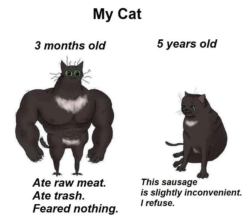 Cool Cat Society tweet media