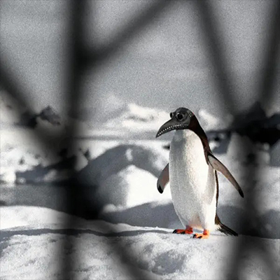 LonelyOakRadio's tweet image. We play 'Bearers of a Strange Disease' by Brand Ares  at 8:38 AM and 8:38 PM (PST) Mon, Apr 27 at #NewMusic show. Listen #NewMusic show Live 8:00 (PST) everyday lonelyoakradio.com