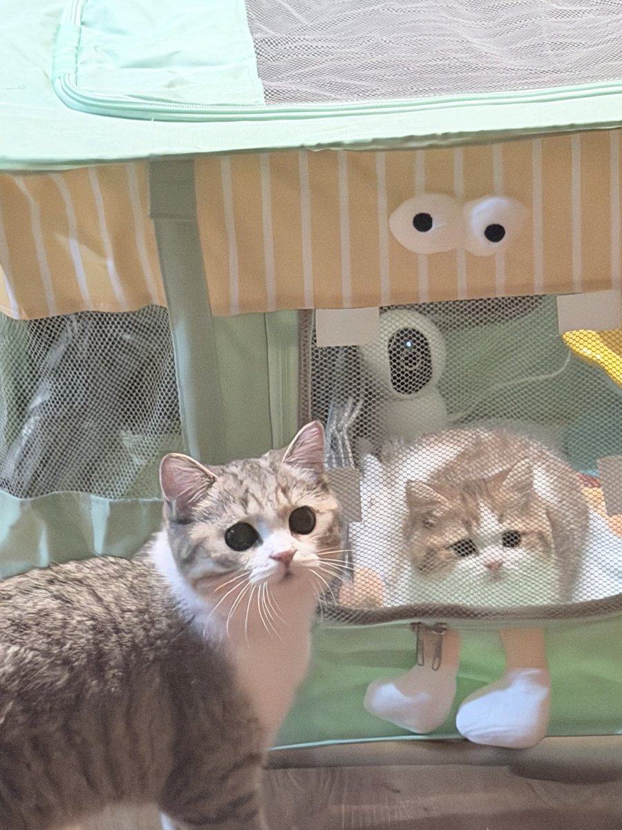 whoispluggy tweet media