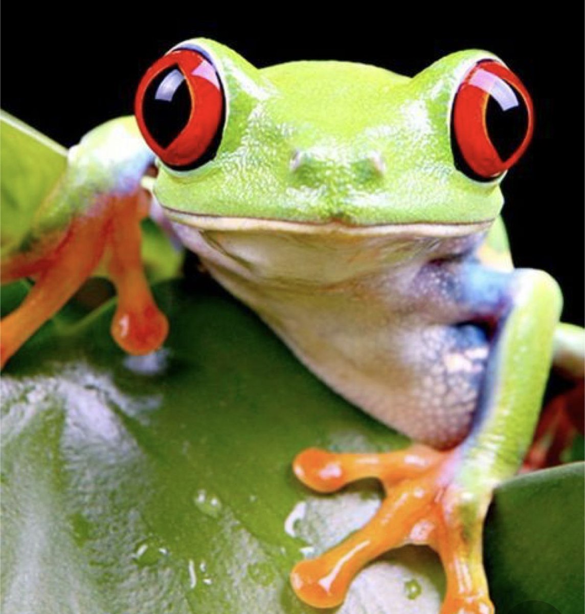 The Frog Pond tweet media