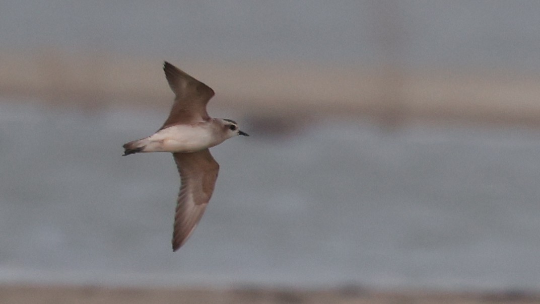 rbabox_la's tweet image. An American Golden-Plover has been confirmed at Piute Ponds (permit required) (CA Atlas - Rosamond Lake CW) ebird.org/checklist/S328… Photo: Janet Scheel #lacobirds #birding