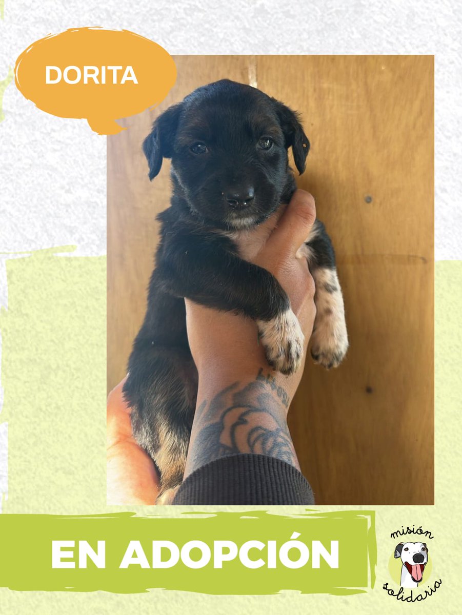 Dorita es una fábrica de mover la cola y tiene el superpoder de alegrarte el día en un segundo.
✅ 45 días
✅ Vacunada y desparasitada
✅ Tamaño mediano
Zonas CABA y GBA
Querés adoptarla? Escribime!
misionsolidariatwitter@gmail.com
Asunto: Que hermosa Dorita!
Rt porfa