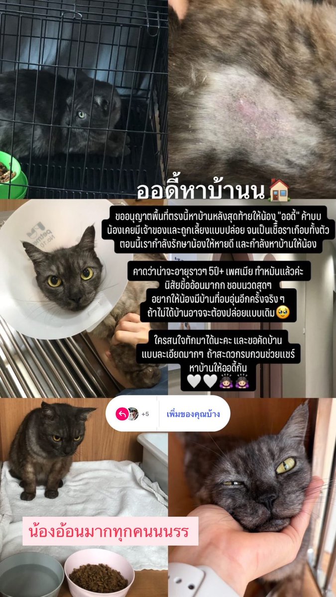 ภรรยาหวังแจ็คสัน tweet media