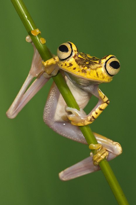 The Frog Pond tweet media