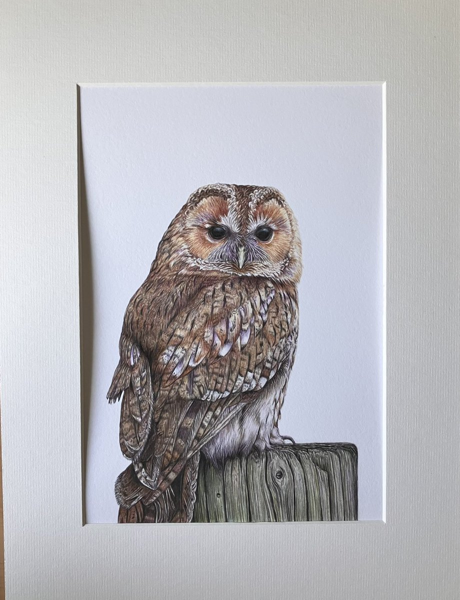 studio22artz's tweet image. Got Giclee prints back from the printer today. These will be available soon on my website. #art #drawing #wildlife