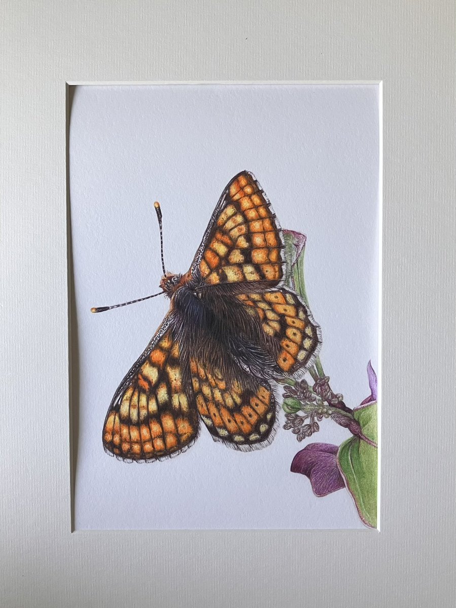 studio22artz's tweet image. Got Giclee prints back from the printer today. These will be available soon on my website. #art #drawing #wildlife