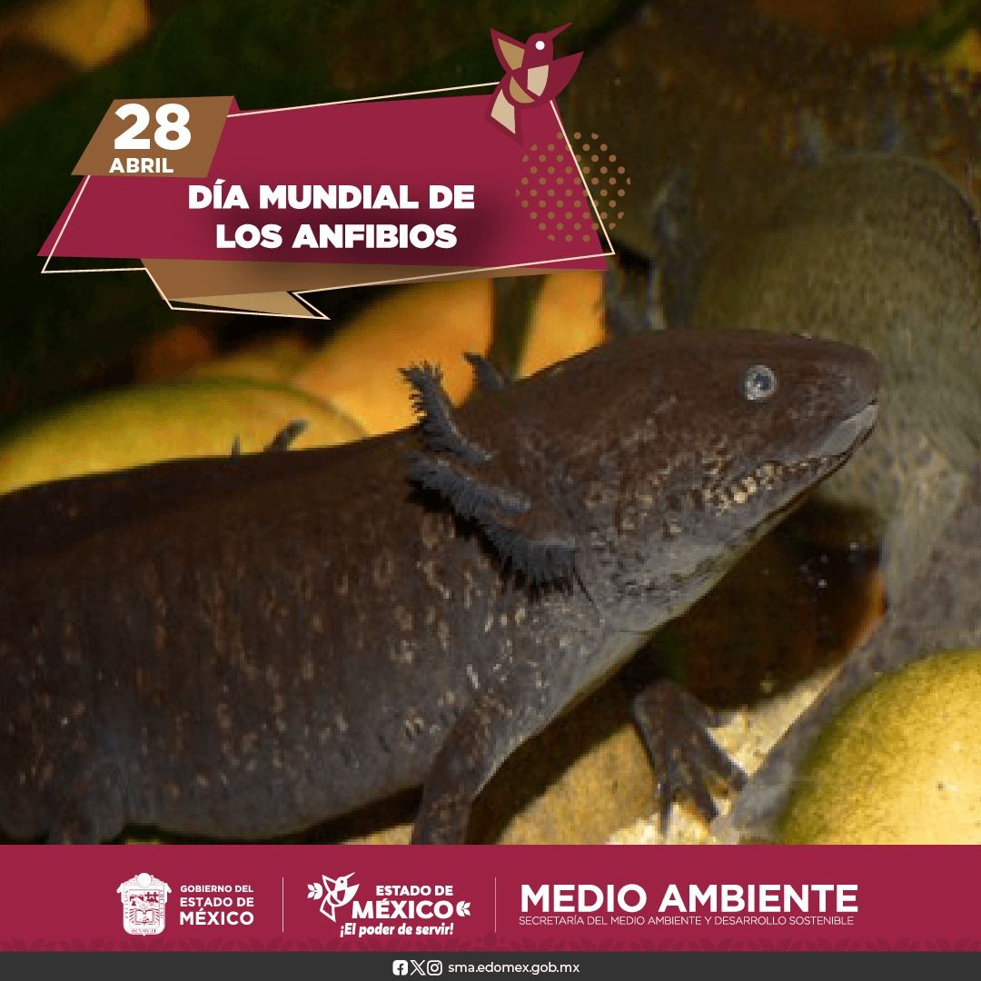 AmbienteEdomex's tweet image. #Anfibios; especie animal de la familia de los vertebrados con características físicas particulares. La contaminación y el #CambioCimático son los principales factores de su extinción en la mayoría de los ecosistemas que hay en el planeta. 
#MedioAmbiente
#ElPoderDeServir