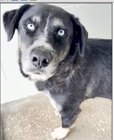 PawsnTails4TX's tweet image. 🎉💞🐾WENDY has been reserved! This sweet girl will now have someone to love her and treat her like she deserves! Thank you all for helping her find safety 🙏🐾 More details to follow as I receive them!
Congratulations WENDY 🥳🎊
Houston #TX