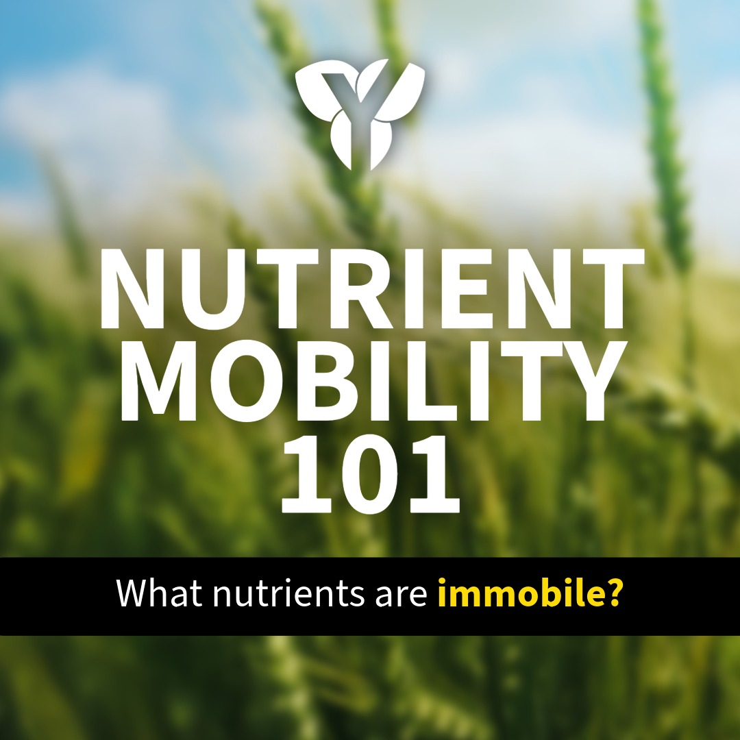 YieldInnovation's tweet photo. Immobile nutrients: Zinc (Zn) • Phosphorus (P) • Copper (Cu) • Iron (Fe) • Magnesium (Mg)

Taken up via ROOT INTERCEPTION or ACTIVE TRANSPORT—roots grow toward and contact nutrients.

Recommended placement: In-Furrow, 2x2, Y-Drop Only
Learn more here: https://t.co/02e9HXhCFx https://t.co/GhxsSg53Ny