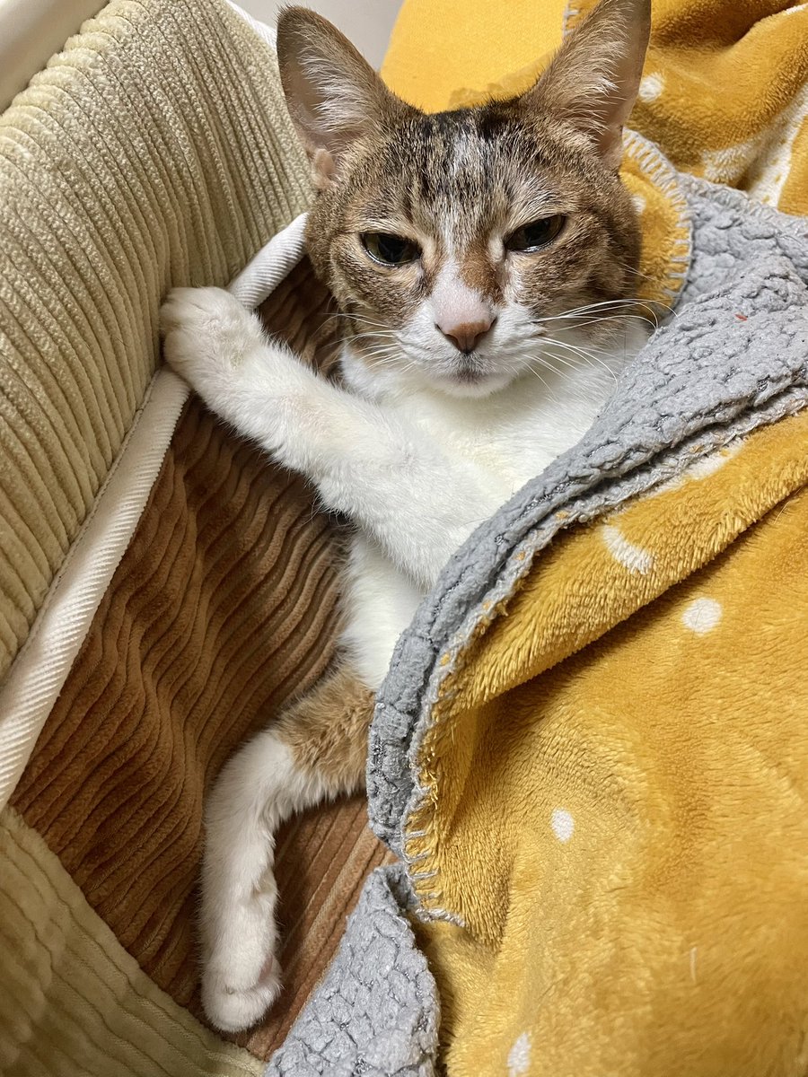 みおっぺ tweet media