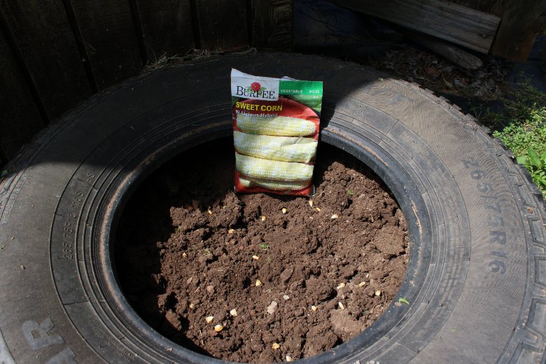 docsanderson's tweet image. #Scientists #Botany #Garden #PlantingSeeds #Wolves #Mates @NatGeo @danpeckwx @HeartsofHeroes_
@Nature G Mags Lizzie i finished out my morning tilling 6 tires &amp;amp; planting sweet #Corn  ~70 seeds in. really feel the effort heading in for #Lunch. need to work on Box Chores Mwah Lee