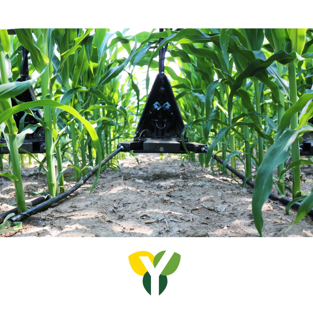 YieldInnovation's tweet photo. Sidedressing mobile nutrients through a coulter in the middle of a 30” row is the correct placement. Adding Y-Drops to your sidedress rig for somewhat mobile and immobile nutrients will satisfy placement requirements while increasing nutrient uptake efficiency! https://t.co/xDLH3vwM7Q