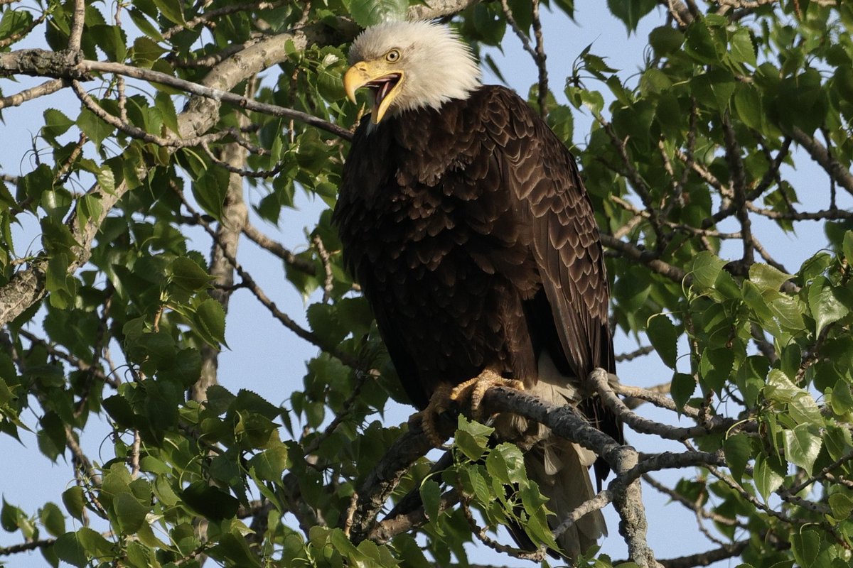 TodaysBaldEagle's tweet image. Bald eagle.
(Photo courtesy of Amy Jones)
#birds #eagles #NaturePhotography #wildlife #nature